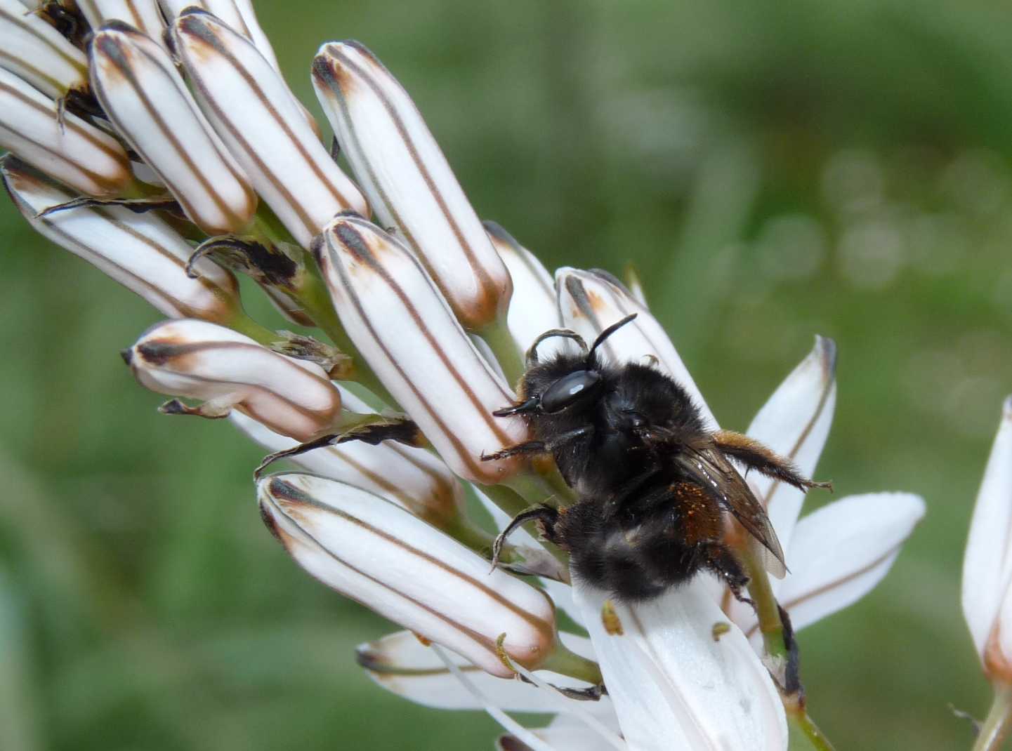 Un pascolo di asfodeli (Apidae Anthophorinae nero?)